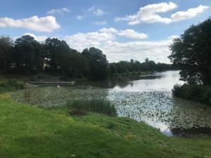 Dog Kennel Pond and the water lillies