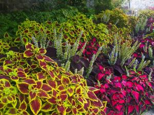 Coleus rich, Weymouth