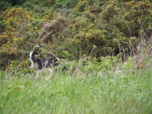 Sneaky wild goats