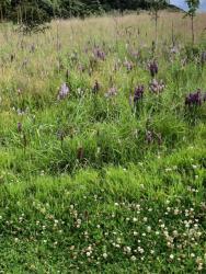 Sowerby Golf Course orchids